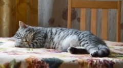 Mit kell várni, ha a macska a házba jött